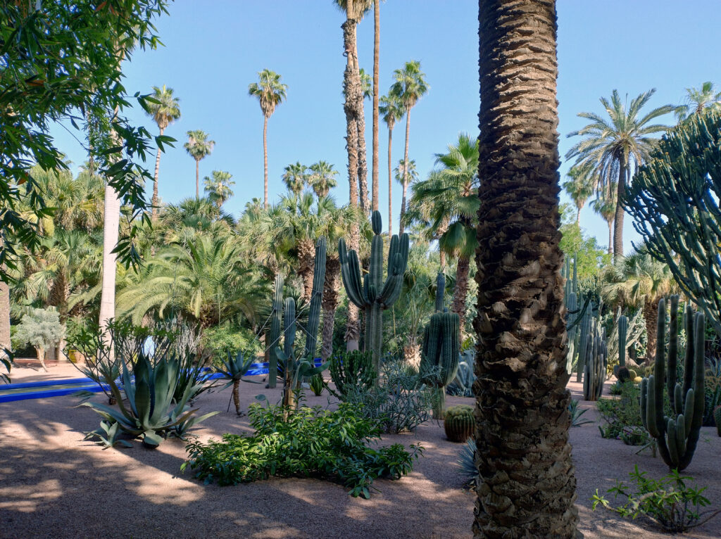 Les Jardin Majorelle dove cactus giganti si alternano ad alte palme e floride agavi.