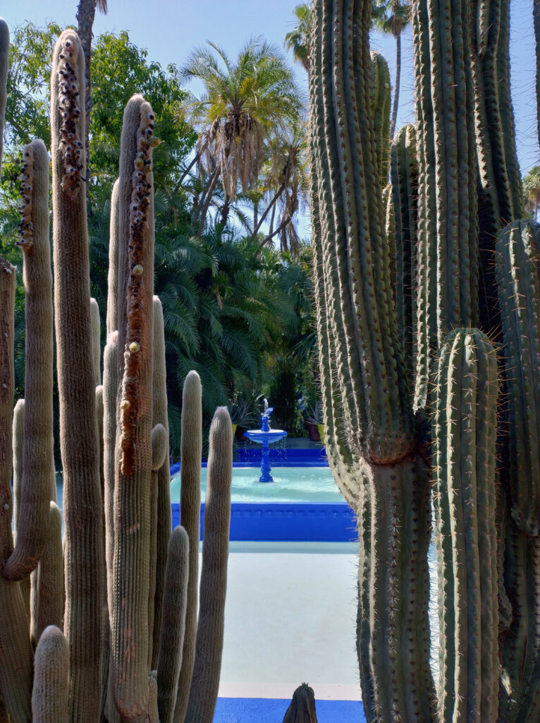 Jardin Majorelle. Cactus giganti e sullo sfondo una fontana colorata di blu Majorelle.